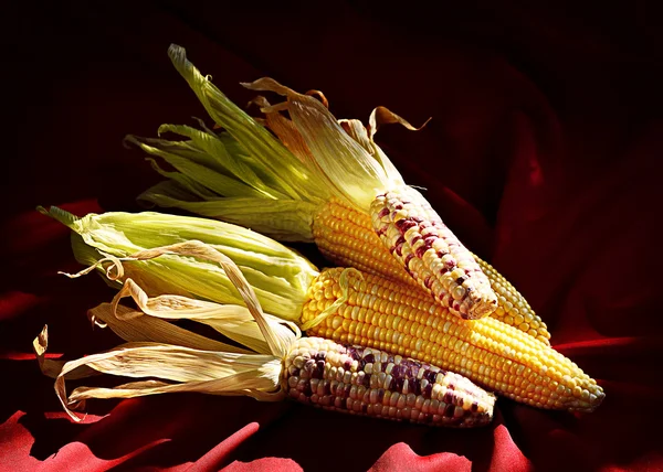 Sweet corn stil llife shot — Stock Photo, Image