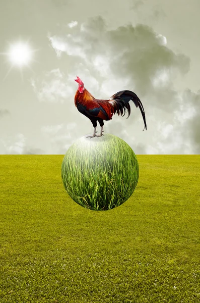 Chicken on the planet float in the air with field background — Stock Photo, Image