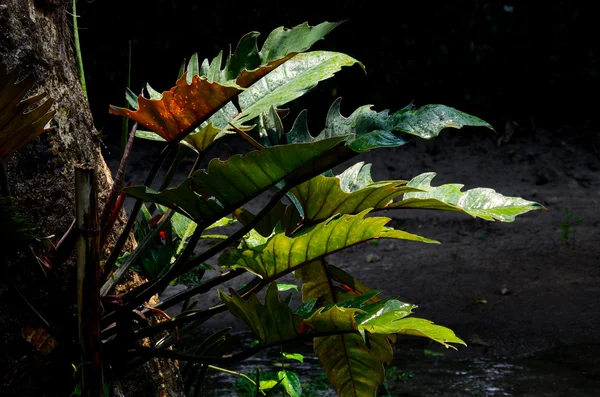 Damlacık ile güzel yaprak — Stok fotoğraf