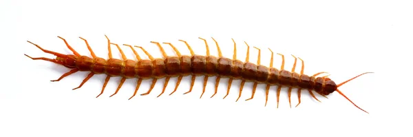 Centipede isolated — Stock Photo, Image