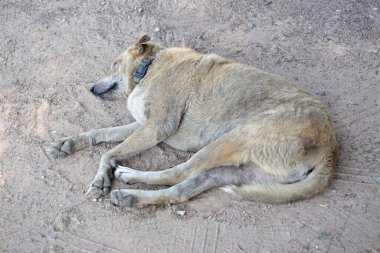Sokak köpeği yerde uyuyor.