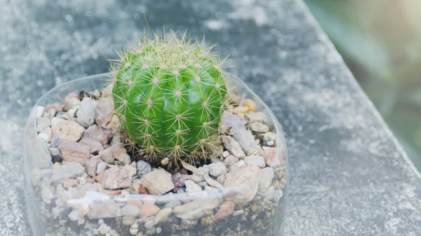 Piccola Crescita Cactus Bottiglia Plastica — Foto Stock