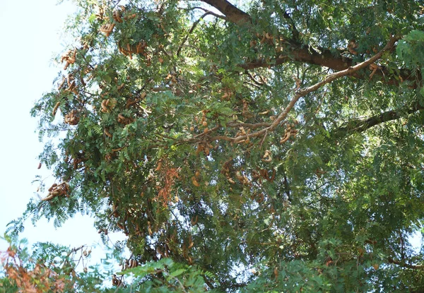 Grupo Tamarind Pod Árvore — Fotografia de Stock
