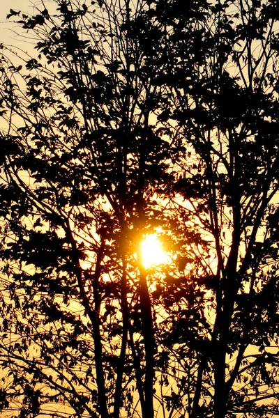 Sol Silueta Árbol Cielo Del Atardecer — Foto de Stock