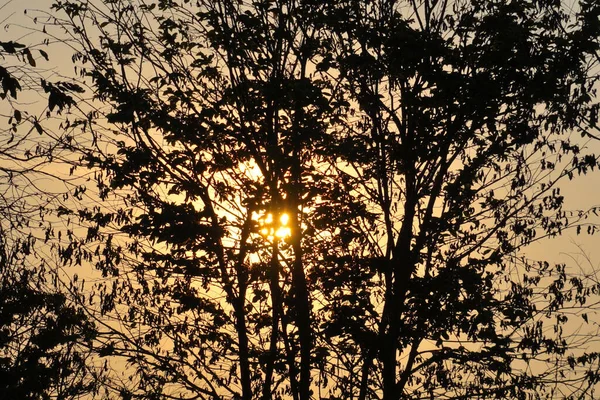 Sol Silueta Árbol Cielo Del Atardecer — Foto de Stock