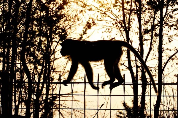 Silhouette Wildlife Monkey Walking Fence Sunset Sky Background — Stock Photo, Image