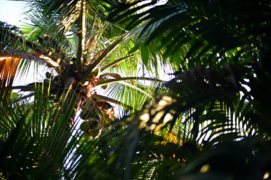 Hindistan cevizi ağacı alçak açı görünümü ve ağaç tepe örtüsü önplanı