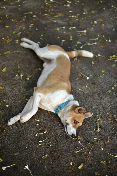 Evcil Köpek Düşmüş Çiçekle Yerde Yatıyordu — Stok fotoğraf