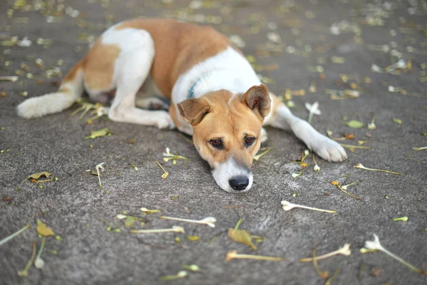 Evcil Köpek Düşmüş Çiçekle Yerde Yatıyordu — Stok fotoğraf