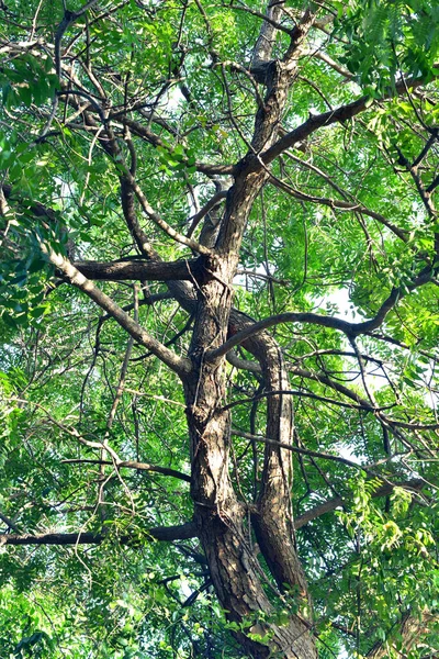 Baldacchino Tronco Albero Con Sfondo Foglia Verde Vista Angolo Basso — Foto Stock