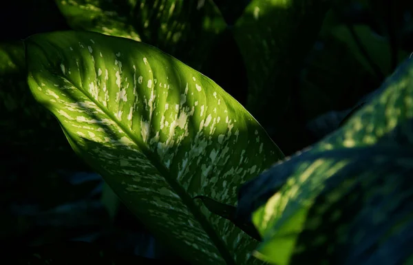 Dieffenbachia Leaf Dumb Cane Texture Sun Rays Back Light Effected — 图库照片