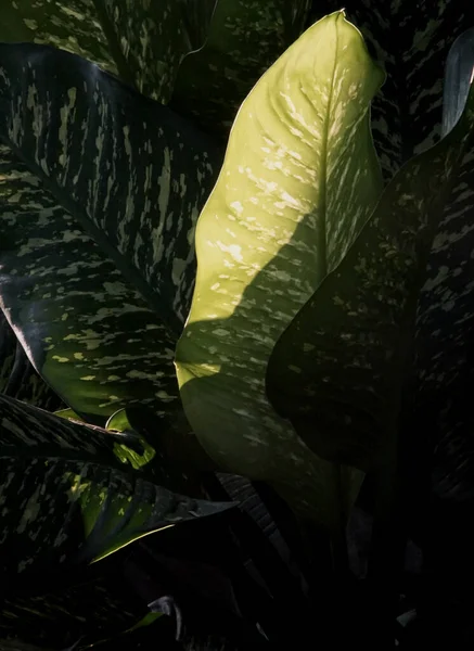 Dieffenbachia Leaf Dumb Cane Texture Sun Rays Back Light Effected — ストック写真