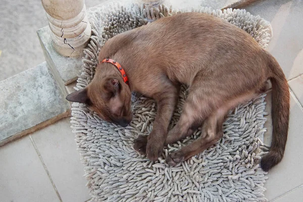 Brown Kitten Sleeping Carpet — Stock Photo, Image