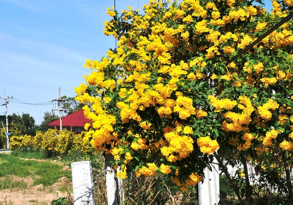 Flor Trompeta Amarilla Lado Del Camino —  Fotos de Stock