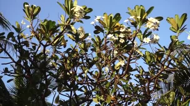 Tilt Shot Tree Trunk Frangipani Flowers Blue Sky Background — Stockvideo