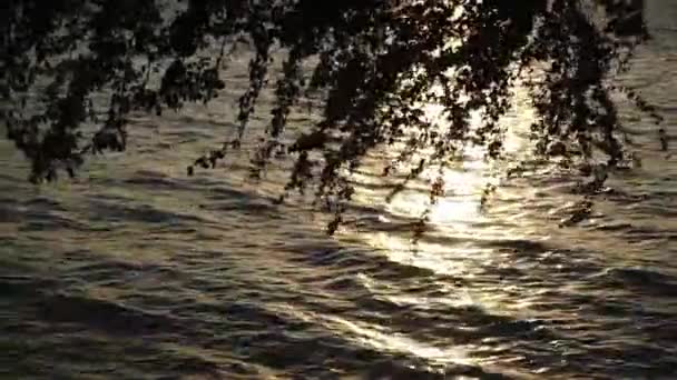 Silhouette Tree Canopy Sunset Light Reflected Sea Surf — Stockvideo