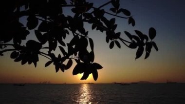 Gün batımında gökyüzü olan ağaç silueti.