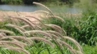 Grass flower movement by wind with pond background