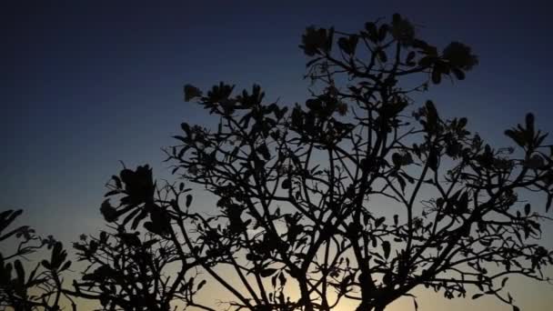 Silhouette Tree Twilight Sky — Vídeo de Stock