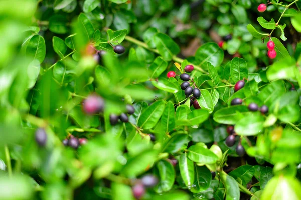 Karonda Fruit Carissa Carandas Karanda Carunda Nın Dikeni Apocynaceae Ağacı — Stok fotoğraf