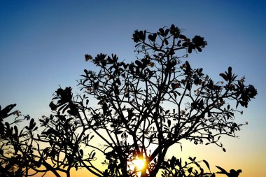 Gün batımı arkaplanlı ağaç gövdesi silueti