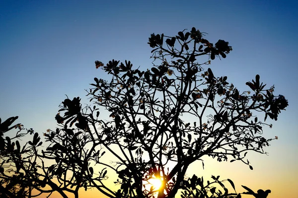 Gün batımı arkaplanlı ağaç gövdesi silueti