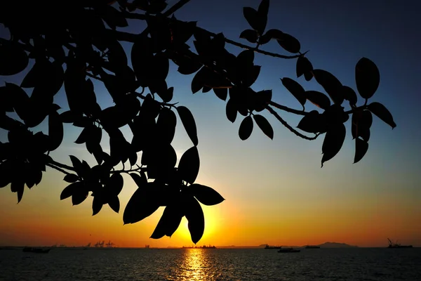 Silhuett Träd Stam Med Solnedgång Himmel Bakgrund — Stockfoto