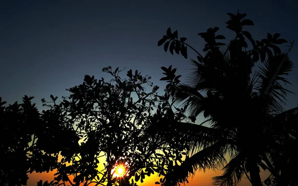 하늘을 배경으로 나무줄기의 실루엣 — 스톡 사진