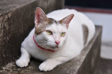 Şişko kedi merdivenlere uzan.