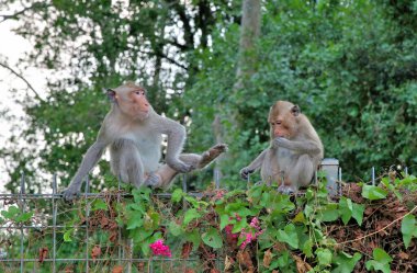Maymunlar çitte oturur ve kaşınır