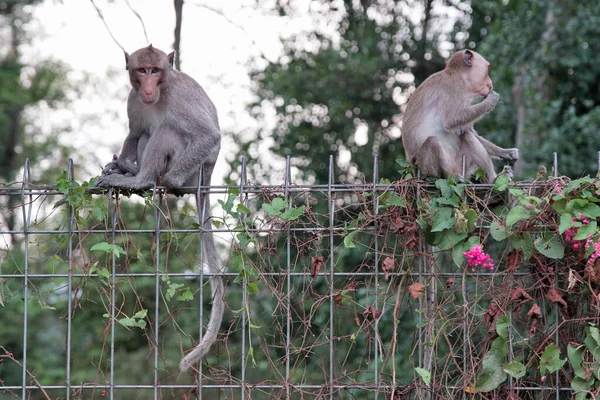 Maymunlar oturup çitlerden rahatlar.