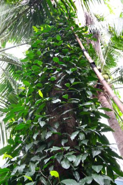 Hindistan cevizi ağacında düşük açılı sarmaşık grubu