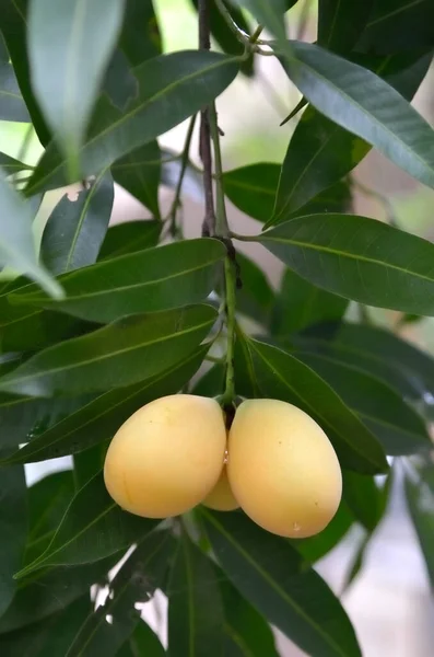 Plango Marian Plum Tree Fruit Harvest — Stock Photo, Image