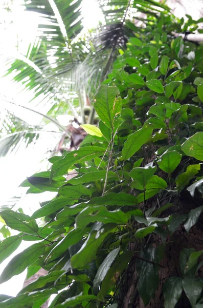 각도가 코코넛 나무에 아이비 — 스톡 사진