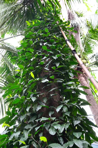 각도가 코코넛 나무에 아이비 — 스톡 사진