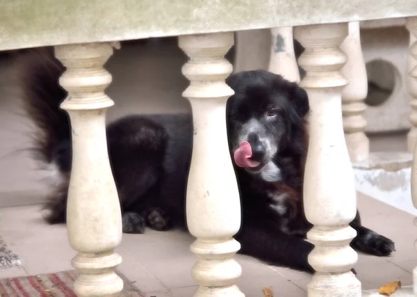Black Furry Dog Stick Out Tongue Railing Foreground — Stock Photo, Image