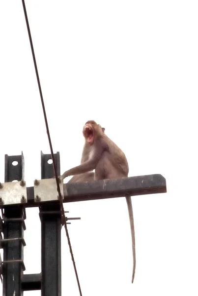 Macaco Sentar Bocejar Pólo Telégrafo Com Fundo Branco — Fotografia de Stock