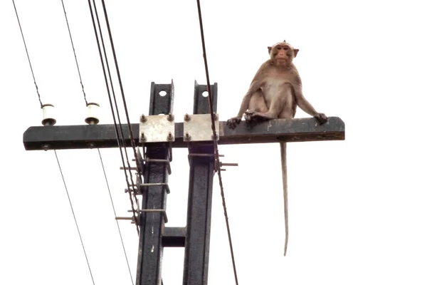 Affe Sitzt Auf Telegraphenmast Mit Weißem Hintergrund — Stockfoto