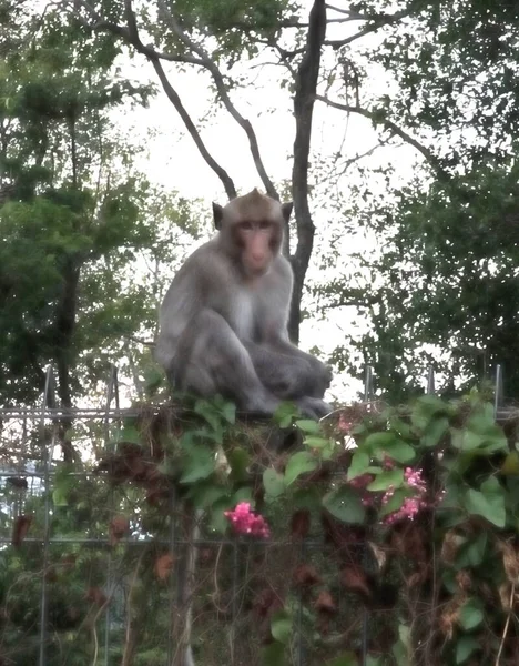 Νεαρή Μαϊμού Κάθεται Στο Φράχτη — Φωτογραφία Αρχείου