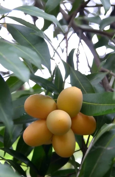 Plango Δαμάσκηνο Marian Στο Δέντρο Συγκομιδή Φρούτων — Φωτογραφία Αρχείου