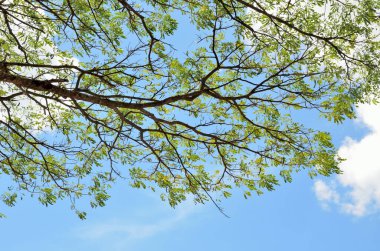 Mavi gökyüzü ve bulutlu ağaç gölgeliği