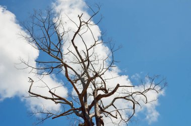 Bulutlu kurumuş ağaç ve mavi gökyüzü arkaplanı