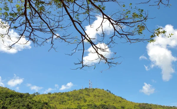 Folha Verde Fresca Copa Árvore Com Fundo Céu Azul Colina — Fotografia de Stock