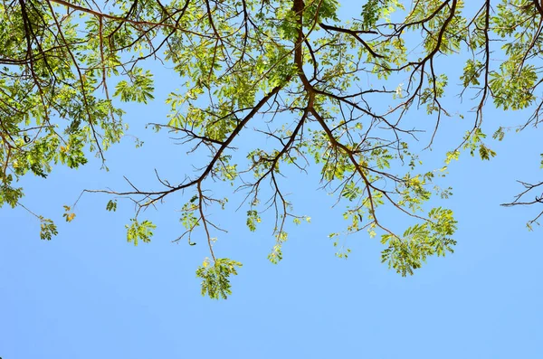 Fresco Folha Verde Dossel Árvore Com Fundo Azul Céu — Fotografia de Stock
