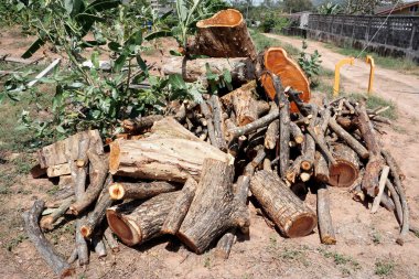 Zeminden kesilmiş odun kütüklerini kapat
