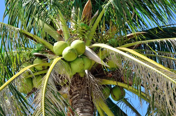 Färsk Kokos Frukt Träd Med Blå Himmel Bakgrund — Stockfoto