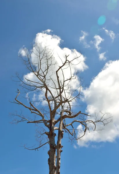 Kurumuş Ağaç Bulutlar Mavi Gökyüzü Arka Planda Ile — Stok fotoğraf
