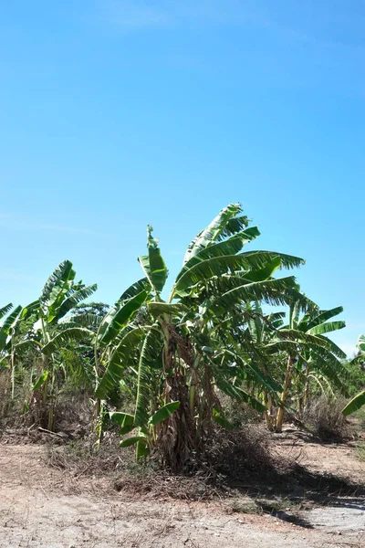 Banane Ferme Fruitière Avec Fond Bleu Ciel — Photo