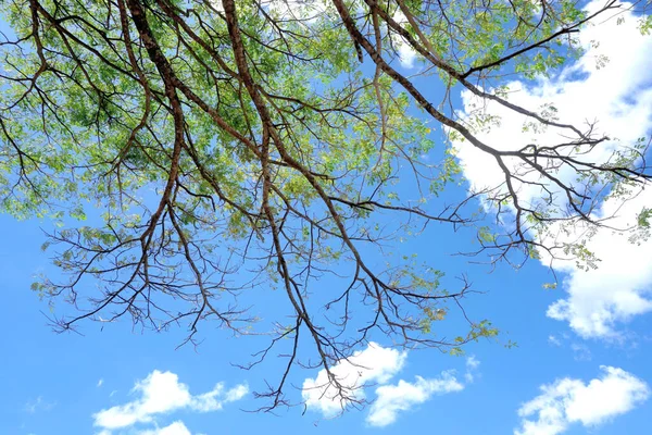 Canopy Árvore Com Céu Azul Nuvens Fundo — Fotografia de Stock