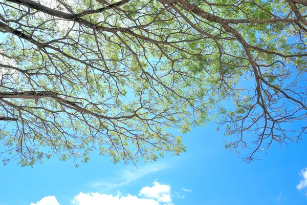 Strom Baldachýn Modrou Oblohou Mraky Pozadí — Stock fotografie